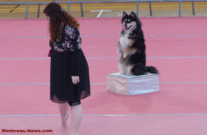 Club canin Educ Agility Passion Sanvignes