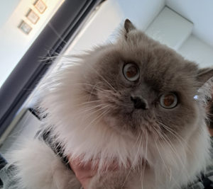 Chat trouvé à Montceau