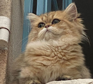Chat perdu à Montceau