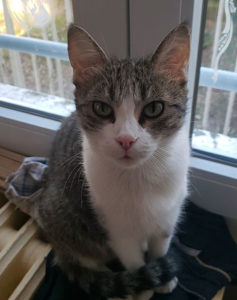 Chat perdu à Montceau