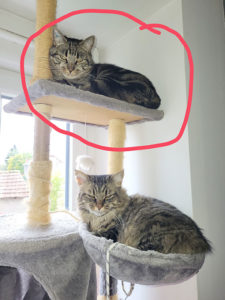 Chat perdu à Montceau