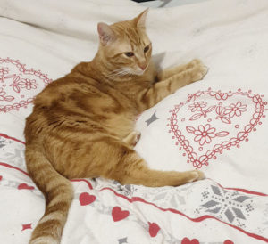 Chat perdu à Montceau