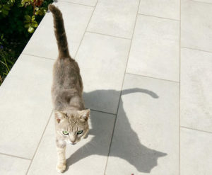 Chat trouvé à Saint-Bérain-sous-Sanvignes