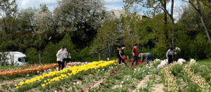 Montceau-les-Mines : Des tulipes contre le cancer