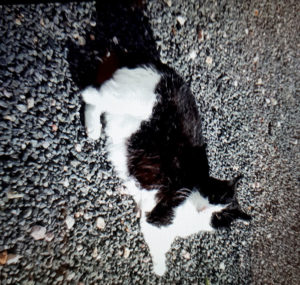 Chat perdu à Saint-Vallier