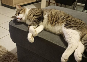Chat perdu à Montceau