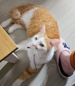 Chat perdu à Sanvignes