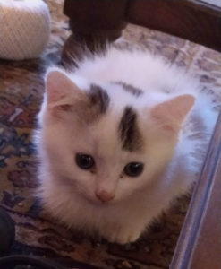 Chat perdu à Montceau