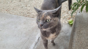 Chat trouvé à Montceau