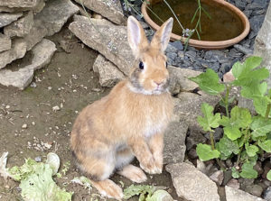 Lapin de compagnie trouvé à Saint-Vallier