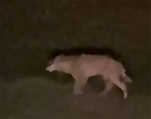Le loup à nouveau observé entre Le Creusot et Chalon-sur-Saône    