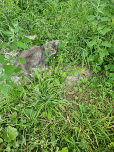 Perdu chaton à Saint-Vallier