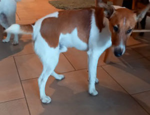 Chien perdu à Gourdon