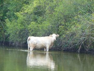 Montceau : Vache égarée dans le canal du centre