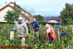 Sanvignes : les vendanges à l’ordre du jour