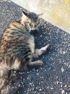 Chat trouvé à Saint-Vallier