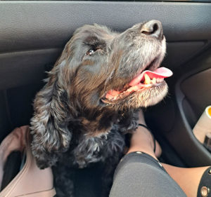 Chien trouvé à Blanzy