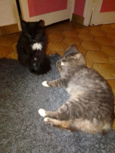 Chats Perdus à Sanvignes