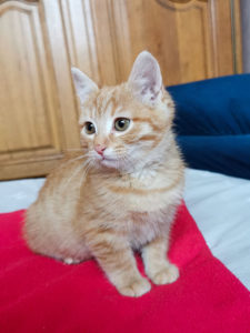 Chat trouvé à Montceau