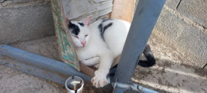 Chat perdu à saint-Vallier