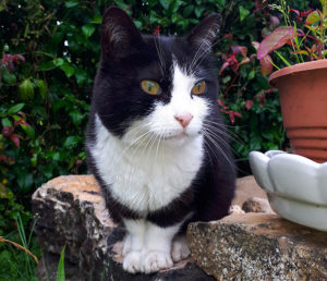 Chat perdu à Blanzy