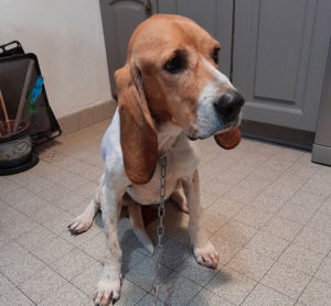Chien trouvé à Montceau