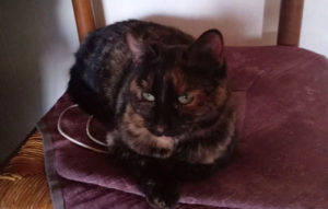 Chat trouvé à Montceau