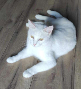 Chat perdu à Montceau-les-Mines