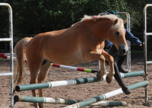 Des cours d’initiation pour les vacances