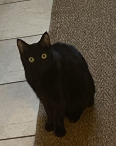 Chat perdu à Montceau-les-Mines