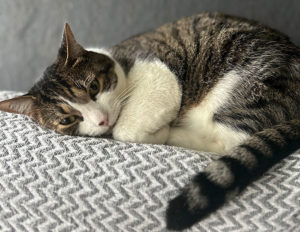 Chat perdu à Montceau-les-Mines