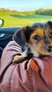 Chienne trouvée à Sanvignes