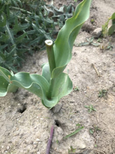 Saccage des plants de tulipes dans le cadre de l&rsquo;opération « Les Tulipes contre le cancer »
