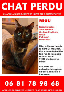Chat perdu à Montceau-les-Mines