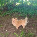 chien-180524