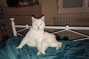 Chat perdu à Montceau-les-Mines
