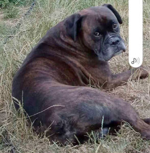 Chien perdu à Saint-Vallier