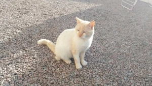 Chat trouvé à Saint-Vallier