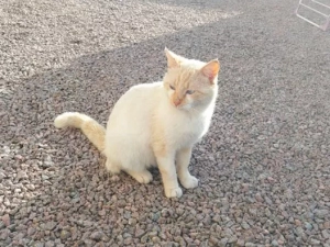 chat-260824