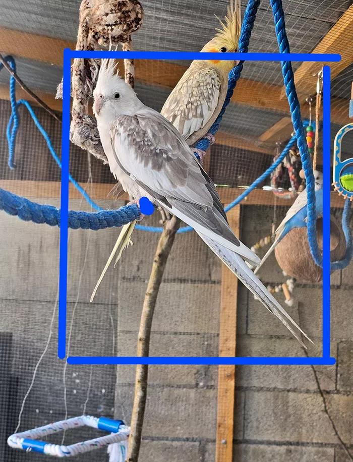 oiseaux-2708241