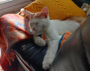 Chat trouvé à Montceau