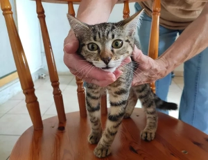 Chat trouvé à Montceau