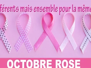 rose-2409241
