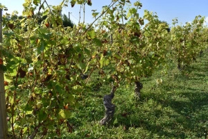 Sanvignes : Pas de vendange  pour cette année !