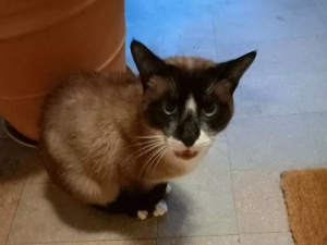 chat-041024