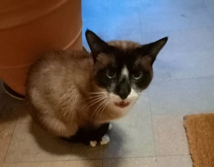 Chat trouvé à Montceau