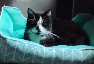 Chat perdu à Sanvignes