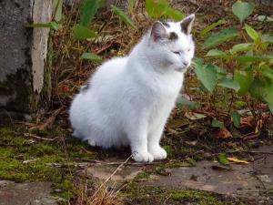 chat-perdu-111024