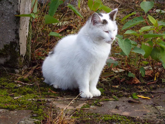 chat-perdu-111024