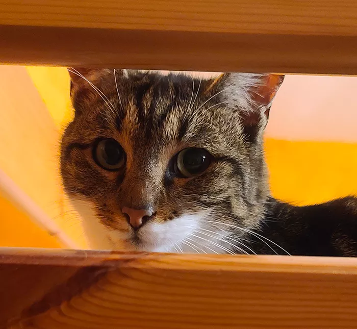 chat-perdu-311024